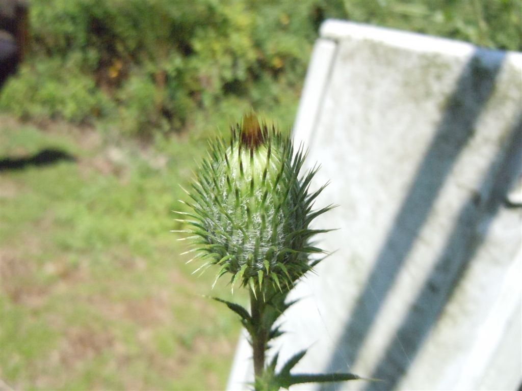 Cirsium vulgare